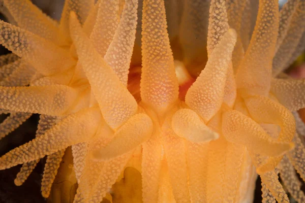 Una Tazza Corallo Colorato Tubastrea Coccinea Cresce Una Barriera Corallina — Foto Stock