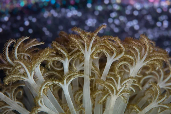 Detalle Pólipos Coral Xenia Creciendo Arrecife Coral Estrecho Lembeh Indonesia —  Fotos de Stock