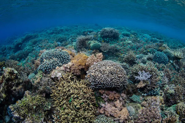 Healthy Coral Reef Grows Alor Indonesia Gorgeous Tropical Region Lesser — Stock Photo, Image