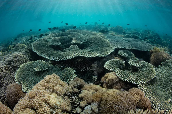 Beautiful Coral Reef Thriving Edge Remote Rugged Island Komodo National — Stock Photo, Image