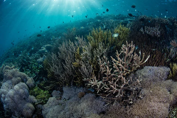 Vakkert Korallrev Blomstrer Langs Kanten Øde Komodo Nasjonalpark Indonesia Dette – stockfoto