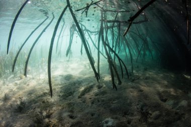 Güneş ışığı Komodo Milli Parkı, Endonezya büyüyen karanlık bir mangrov ormaniçine aşağı filtreler. Bu tropik alan inanılmaz deniz biyolojik çeşitliliği nin yanı sıra rezil ejderhaları ile ünlüdür.. 