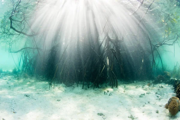 Sunlight Filtruje Ciemnym Lesie Namorzynowe Komodo Parku Narodowego Indonezja Ten — Zdjęcie stockowe