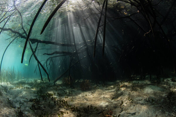 Sunlight filters down into a dark mangrove forest growing in Komodo National Park, Indonesia. This tropical area is known for its incredible marine biodiversity as well as its infamous dragons.