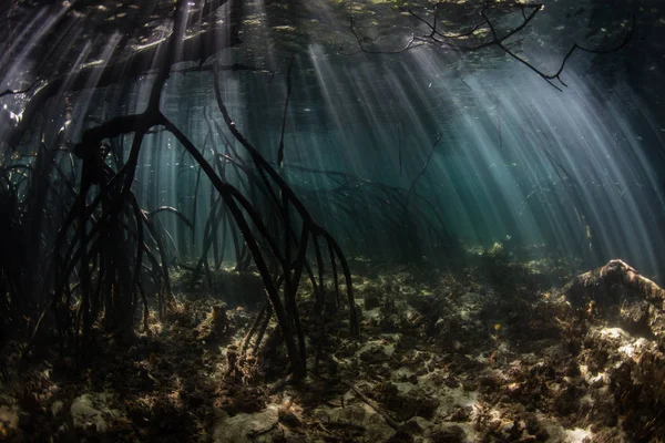 Lumière Soleil Filtre Vers Bas Dans Une Forêt Sombre Mangrove — Photo