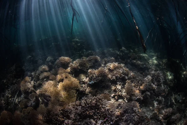 Luz Del Sol Filtra Hacia Bosque Oscuro Manglares Que Crece — Foto de Stock