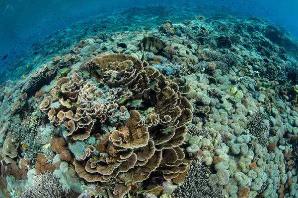 Beautiful Coral Reef Thriving Edge Remote Rugged Island Komodo National — Stock Photo, Image