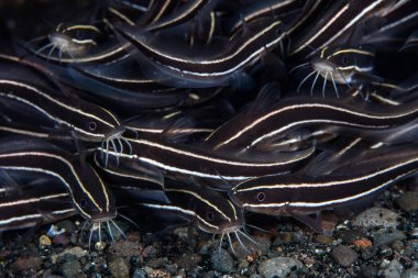 Çocuk Çizgili yayın balığı bir okul, Plotosus lineatus, Komodo Milli Parkı deniz tabanı üzerinde yüzer, Endonezya. Bu tropikal alan yüksek deniz biyolojik çeşitliliği ile bilinir.