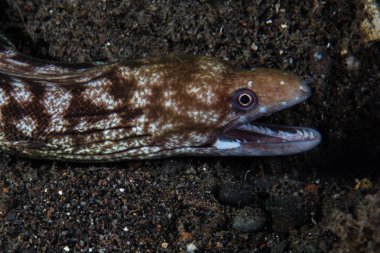 Bir Whitelip moray eel, Gymnothorax chilospilus, Komodo Milli Parkı, Endonezya çenelerini açar. Bu tropikal alan yüksek deniz biyolojik çeşitliliği ile bilinir.