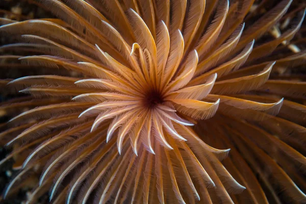 美しい羽のダスターワームは インドネシアのコモド国立公園のサンゴ礁に成長します この熱帯地域は海洋生物多様性が高いとして知られている — ストック写真