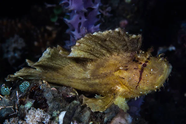 Well Camouflaged Leaf Scorpionfish Waits Unwary Prey Seafloor Komodo National — Stock Photo, Image