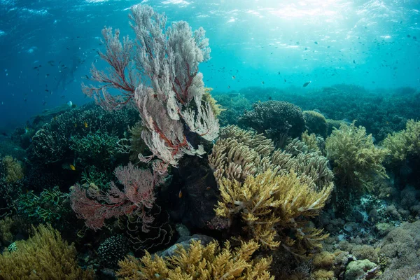 Vakkert Korallrev Blomstrer Langs Kanten Øde Komodo Nasjonalpark Indonesia Dette – stockfoto
