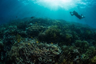 Güzel bir mercan resifi Komodo Milli Parkı, Endonezya uzak, engebeli bir adanın kenarında gelişiyor. Bu tropikal alan yüksek deniz biyolojik çeşitliliği ile bilinir.