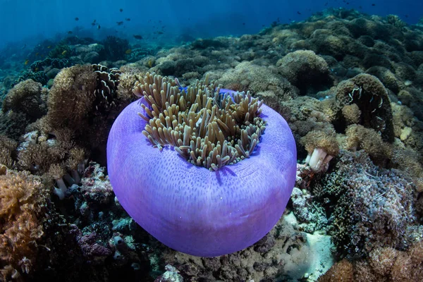 Wspaniały Anemon Heterooka Magnifica Rośnie Rafie Koralowej Indonezji Ten Anemon — Zdjęcie stockowe