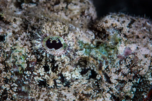 Well Camouflaged Devil Scorpionfish Waits Ambush Prey Black Sand Seafloor — Stock Photo, Image
