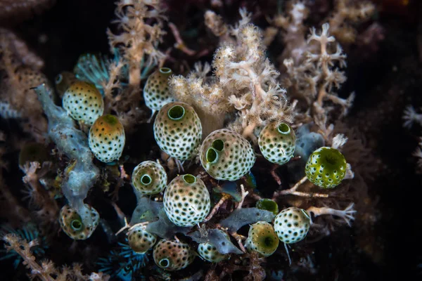 Ein Kleiner Strauß Von Tunicates Und Weichkorallen Wächst Einem Riff — Stockfoto