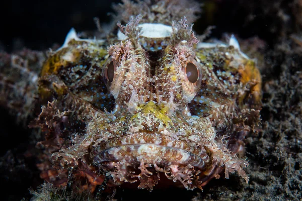 Well Camouflaged Scorpionfish Waits Ambush Prey Black Sand Seafloor Komodo — Stock Photo, Image