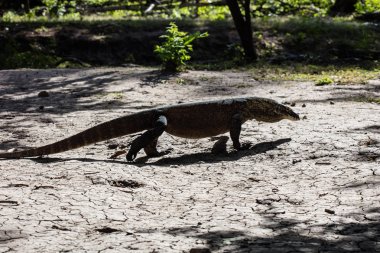 Bir Komodo ejderha, Varanus komodoensis, Komodo Milli Parkı kuru bir çamur düz yürür, Endonezya. Bu tropik alan, deniz biyolojik çeşitliliği nin yanı sıra ejderhaları ile de bilinir..