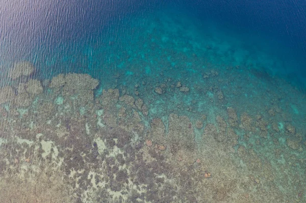 인도네시아 플로레스 해안에서 자라는 산호초의 지역은 다양성으로 유명합니다 — 스톡 사진