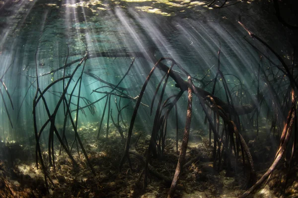 Luz Del Sol Filtra Hacia Bosque Manglares Sombreado Que Crece —  Fotos de Stock