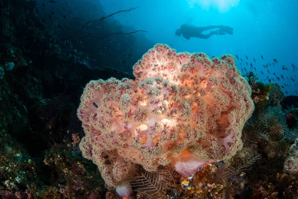 Plongeur Explore Récif Corallien Dynamique Dans Parc National Komodo Indonésie — Photo