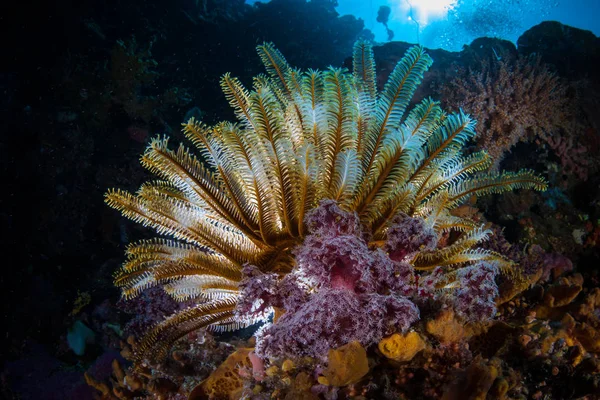 인도네시아 코모도 국립공원의 산호초에서 부드러운 산호초와 다채로운 크리노이드가 자랍니다 지역은 — 스톡 사진