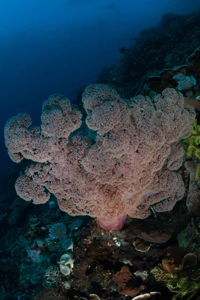在印度尼西亚科莫多国家公园 一个五颜六色的软珊瑚群在健康的珊瑚礁上蓬勃发展 这个热带地区是潜水者和潜水者的热门目的地 — 图库照片
