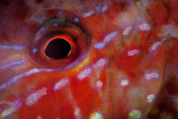 Detail of a goatfish as it sleeps at night among corals on a reef in Indonesia. Many diurnal fish go to sleep at night and often change colors for nocturnal camouflage.