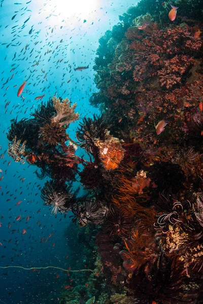 在印度尼西亚科莫多国家公园的珊瑚礁上 五颜六色的鱼蜂拥而至 这个热带地区是潜水员和浮潜者的热门目的地 — 图库照片
