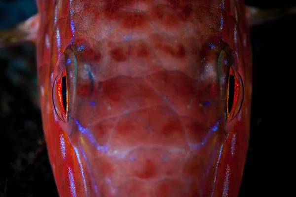 印度尼西亚珊瑚礁上的珊瑚中夜间睡觉时的山羊鱼的细节 许多白天的鱼在晚上睡觉 经常改变颜色夜间伪装 — 图库照片