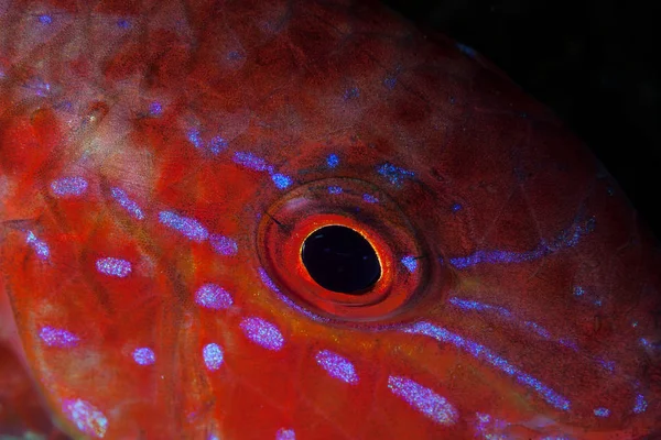 Detail of a goatfish as it sleeps at night among corals on a reef in Indonesia. Many diurnal fish go to sleep at night and often change colors for nocturnal camouflage.