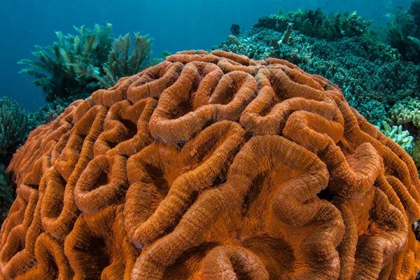 Colorful Coral Colony Lobophyllia Grows Coral Reef Komodo National Park — Stock Photo, Image