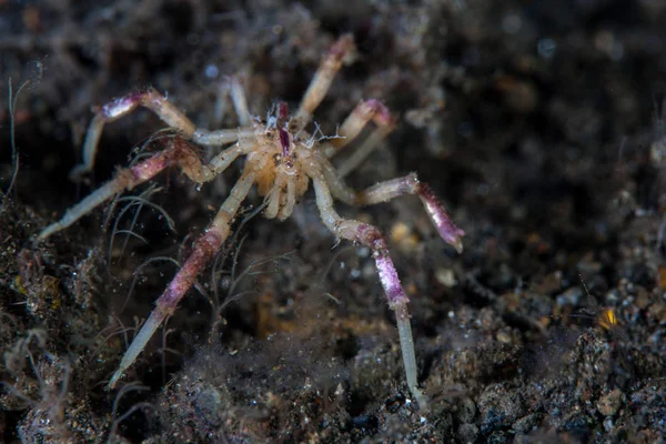 Eine Bunte Meeresspinne Kriecht Über Einen Schwarzen Sandhang Indonesien Meeresspinnen — Stockfoto