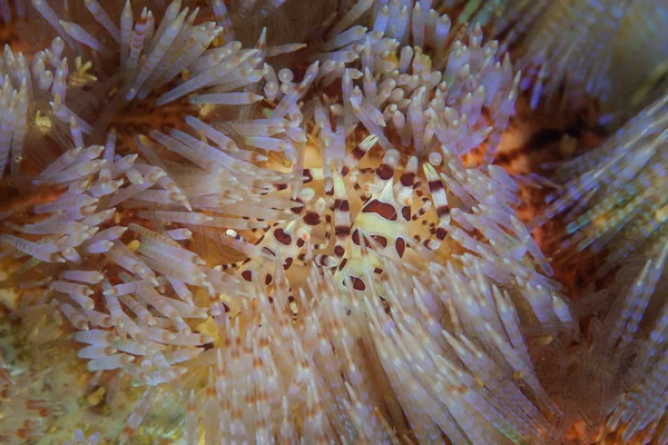 在印度尼西亚的一个珊瑚礁上 一对科尔曼的虾 佩里克利梅内斯 科勒尼 在胆汁的毒脊柱之间共生地生活着 — 图库照片