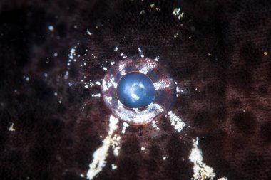 Ayrıntılı bir dev Frogfish göz, Antennarius commersoni, Komodo Milli Parkı, Endonezya bir mercan resifi üzerinde bulundu. Bu tür çok iyi kamuflajlı.