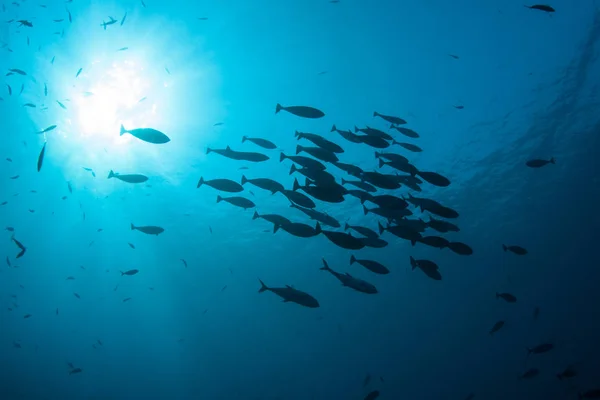 Школа Surgeonfish Плаває Глибоких Синіх Водах Над Кораловими Рифами Індонезії — стокове фото
