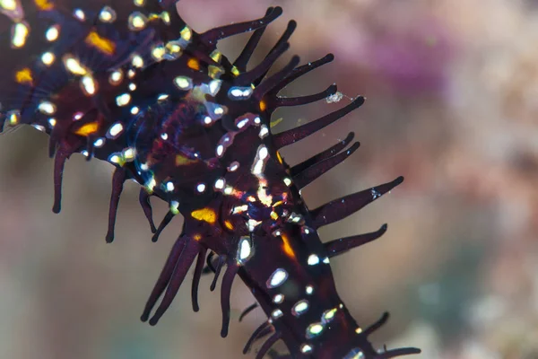 Detail of the eye and head of an Ornate ghost pipefish, Solenostomus paradoxus, as it hovers above a coral reef attempting to blend in to its surroundings.
