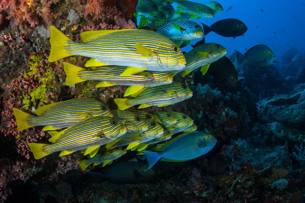 A school of colorful Ribbon sweetlips, Plectorhinchus polytaenia, swims over a coral reef in Indonesia. These medium-sized fish are common throughout the Coral Triangle on current-swept reefs.