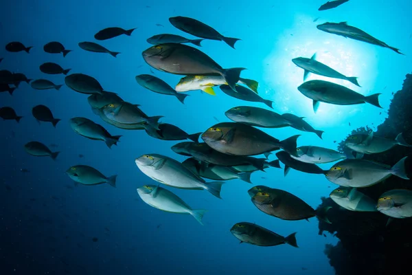 Une École Poissons Chirurgiens Nage Dans Les Eaux Bleu Profond — Photo