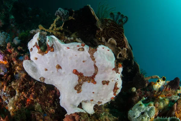 Une Grenouille Géante Antennarius Commersoni Cache Sur Récif Corallien Dans — Photo