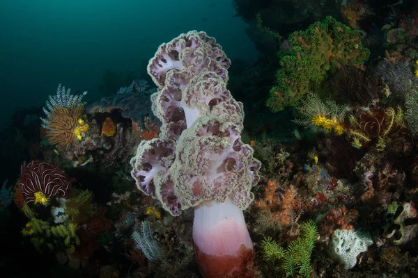 Una Colorida Colonia Coral Suave Prospera Arrecife Coral Saludable Parque — Foto de Stock