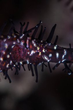 Onun çevresine karışmaya çalışan bir mercan resifinin yukarısında olduğu gibi, süslü bir hayalet pipefish 'in göz ve baş detayı, solenoid paradoxus,.