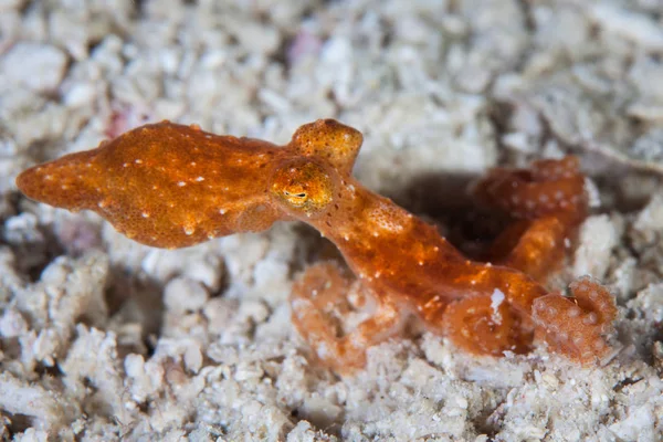 Een Jonge Sterrennacht Octopus Kruipt Zanderige Zeebodem Komodo National Park — Stockfoto