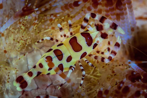 Rafie Koralowej Indonezji Krewetki Coleman Periclimenes Colemani Żyje Symbiotycznie Wśród — Zdjęcie stockowe