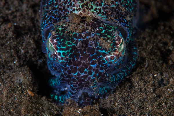 Bobtail Squid Euprymna Gömmer Sig Sanden Komodo Nationalpark Indonesien Denna — Stockfoto