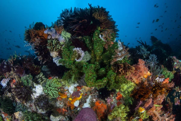 Divers Invertébrés Marins Recouvrent Mur Récif Dans Parc National Komodo — Photo