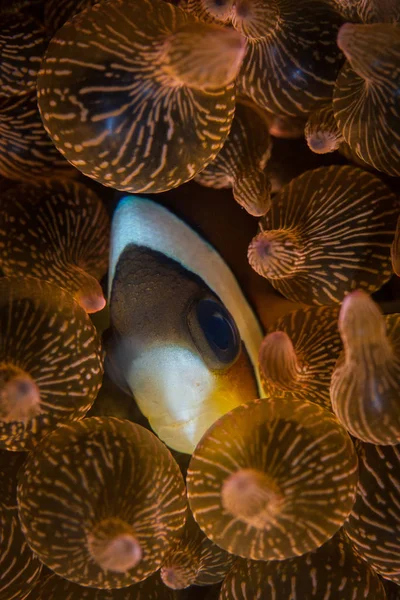 インドネシアのコモド国立公園で Anemonefish のスナグルズがアネモネの触手に変身 この熱帯地域はサンゴの三角形の一部であり ダイバーやシュノーケルのための人気の目的地です — ストック写真