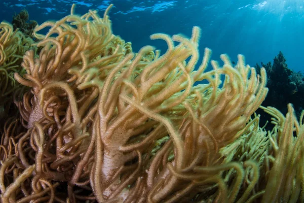 Sinuous soft leather corals grow on a healthy coral reef in Komodo National Park, Indonesia. This tropical area is part of the Coral Triangle and is a popular destination for divers and snorkelers.