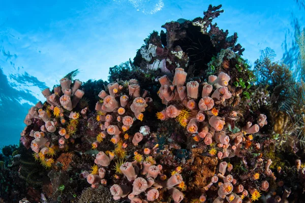 Colorful tubastrea corals grow on a healthy coral reef in Komodo National Park, Indonesia. This tropical area is part of the Coral Triangle and is a popular destination for divers and snorkelers.