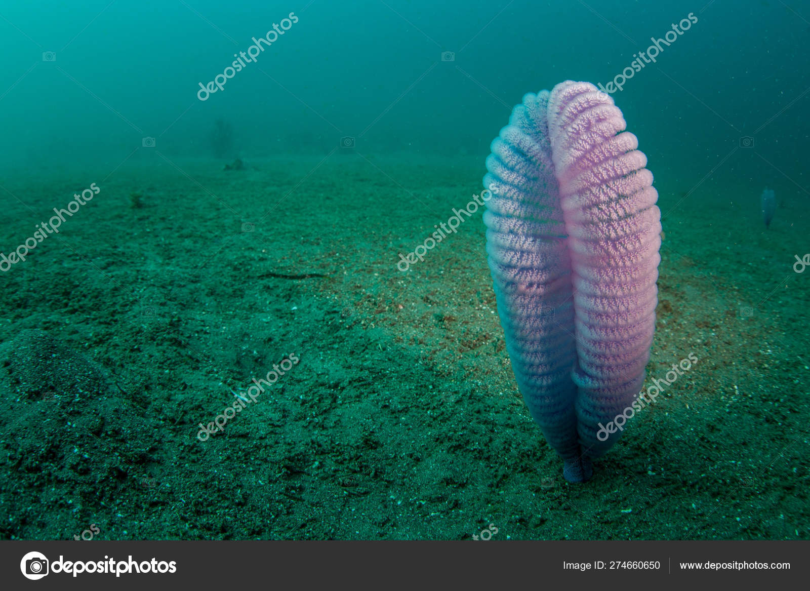 Purple Sea Pen Catches Plankton Grows Out Sandy Slope Komodo Stock Photo by ©ead72 274660650 Purple Sea Pen Catches Plankton Grows Out Sandy Slope Komodo Stock Photo by ©ead72 274660650